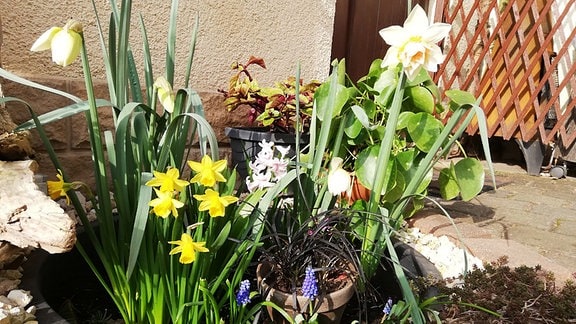 Frühlingsboten Bilder, App  01 „Das ist unsere Minifrühlingsoase im Hof in der Morgensonne“, schreibt Umue aus Mittweida in unserer App. 