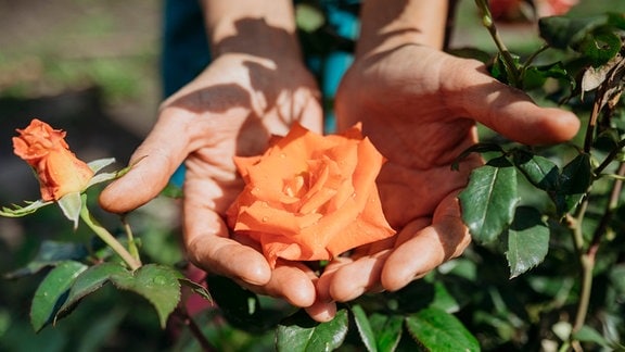 Ein Mann umschließt mit den Händen eine Rosenblüte.