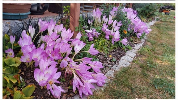 Eine Collage aus drei Bildern zeigt Fotos von Blumen.