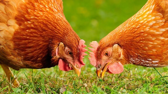 Zwei Hühner picken im Gras