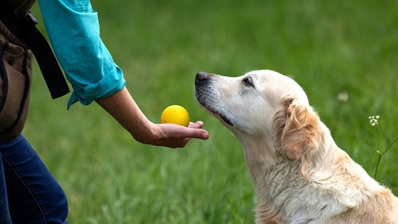 Hundeschule