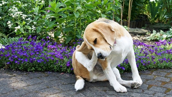 Ein Beagle kratzt sich hinter dem Ohr