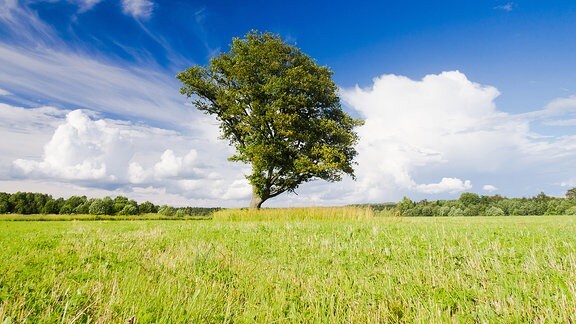 Wie Wird Der Juli Wie Wird Der Juli