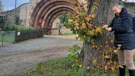 Baumführung im Kloster Altzella