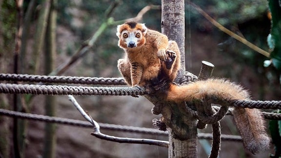 Ein Affe sitzt in einem Gehege im Zoo und schaut in die Kamera.