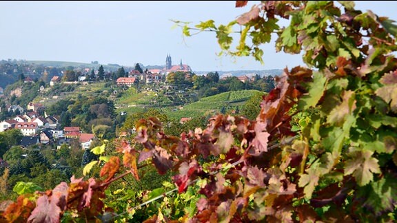 Blick vom Weinberg aus auf die Meißner Altstadt.