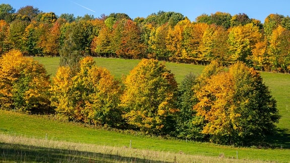 Laubbäume im Herbst