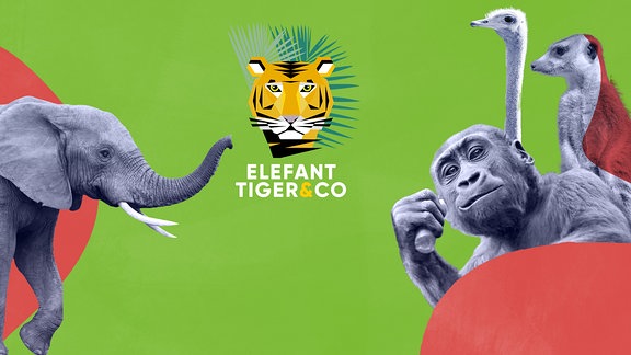 Podcast Elefant Tiger und Co