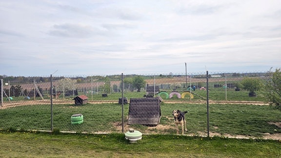 Für die Hunde gibt es mehrere Freiläufe. Das Tierheim-Gelände ist ein Hektar groß.