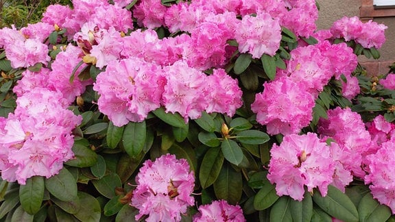 EIn blühender Rhododendron.
