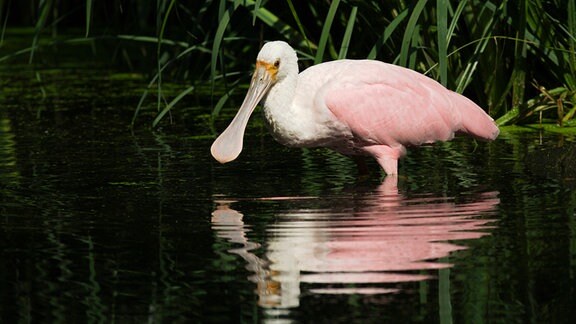 Ein rosa Vogel steht im Wasser