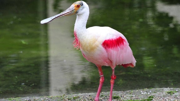 Ein rosa-weißer Vogel steht am Wasser