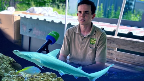 Erik Richter ist Tierpfleger im Zoo Leipzig und betreut die Schaufelnasenhammerhaie