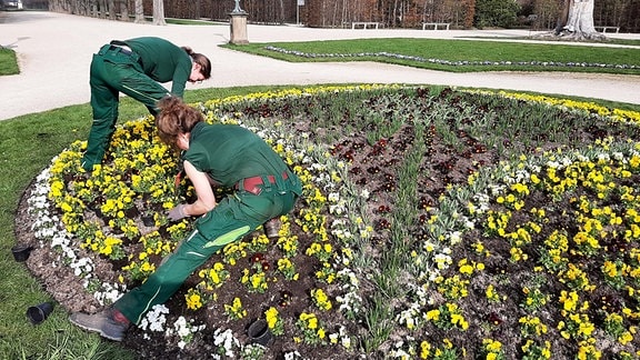 Gärterinnen pflanzen Stiefmütterchen im Park von Schloss Pillnitz.