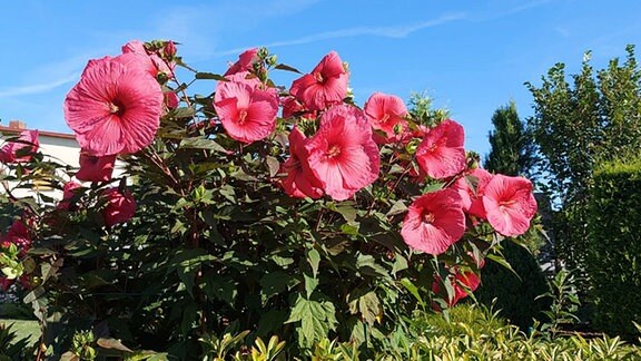 Staudenhibiskus