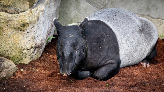 Malaysischer Tapir 