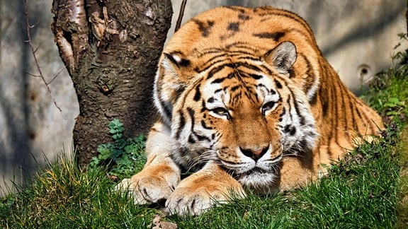 Sibirischer Tiger (Panthera tigris altaica) im Zoo Leipzig