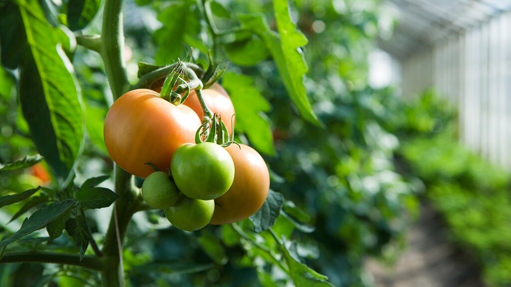 Tomaten Beim Reifen Helfen Und Paprika Ernten Mdr De