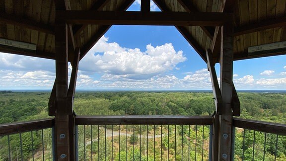 Blick vom Haselbergturm in der Königsbrücker Heide