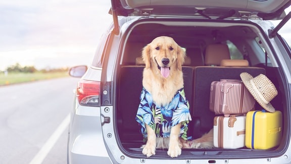 Kostümierter Golden Retriever sitzt in einem Kofferraum