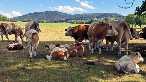 Kühe auf einer Weide.