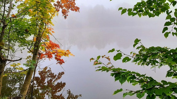 Blick auf nebeligen Teich