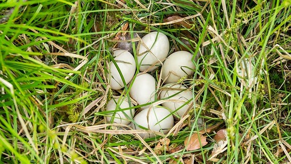 Sieben Vogeleier liegen in einem Nest im Gras