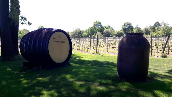 Auf dem Grundstück von Pałac Wiechlice (Gut Wichelsdorf) im Lebuser Land wird Wein angebaut. Im Schloßpark können Besucher 4000 Reben besichtigen und im Schloßrestaurant den hauseigenen Wein probieren.
