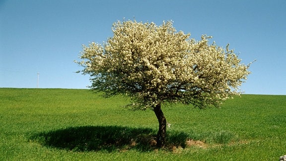 Blühender Wildapfelbaum