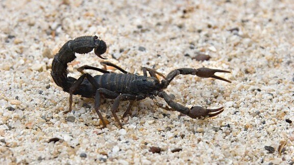 Ein "Haariger Dickschwanzskorpion"