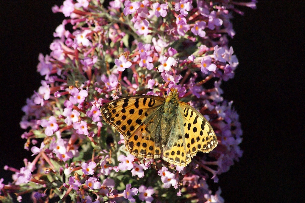 Schmetterlinge in Deutschland | MDR.DE