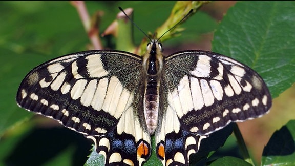 Schmetterling auf einem Blatt