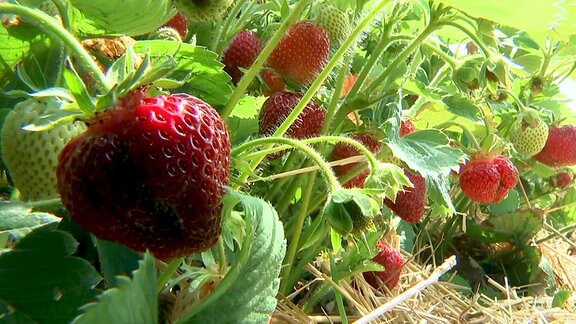 Pralle Erdbeeren auf dem Acker