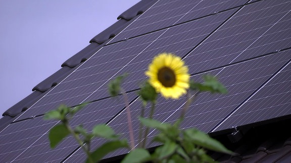 Sonnenblume vor einem Solar-Hausdach