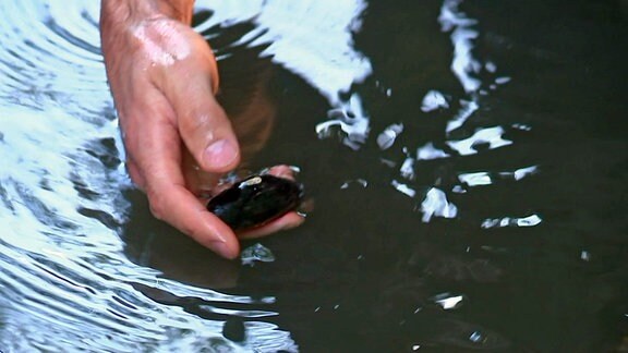 Einsetzen einer Flussperlenmuschel in ein Gewässer