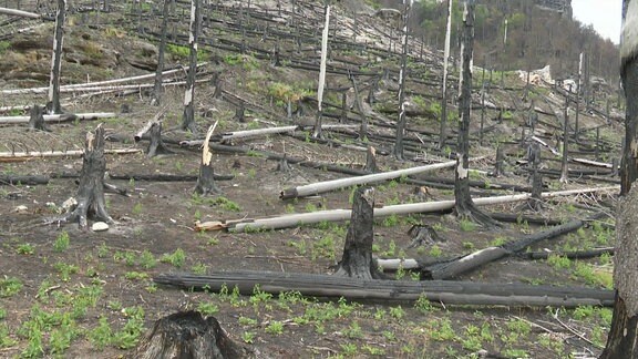 Ein zerstörter Wald.
