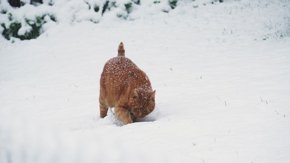 Eine Katze gräbt im Schnee.