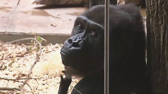 ein Gorilla