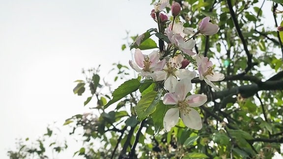 Kirschblüten am Baum