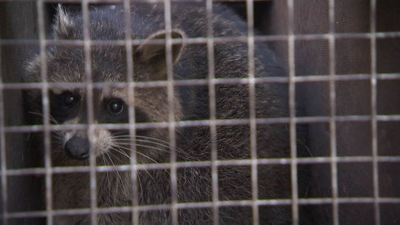 Waschbär in einem Käfig