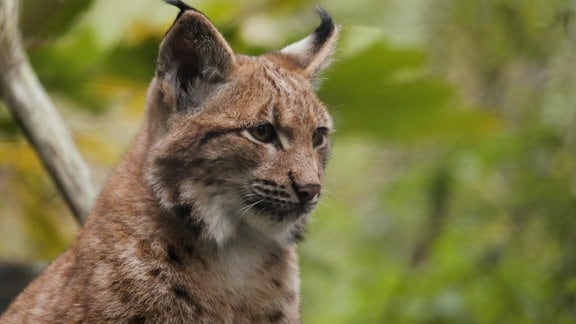 Luchs