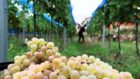 Geerntete Weintrauben vor Leseszenerie im Weinberg