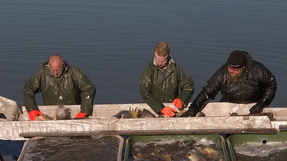 Drei Männer sortieren Fische auf einem Band