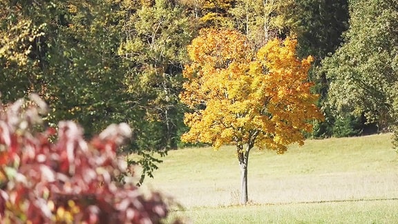 Blick in einen herbstlich bunten Park