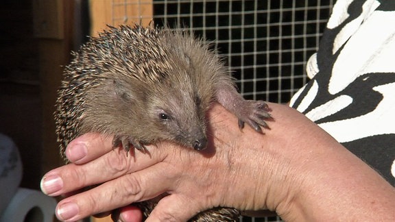 Ein Igel auf der Hand einer Frau