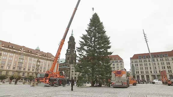 Nordmanntanne auf dem Dresdner Striezelmarkt