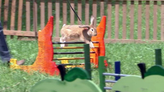 Sportkaninchen im Sprung