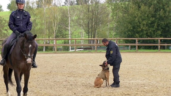 Ein Pferd wird an einem Hundeführer mit Hund vorbeigeritten.