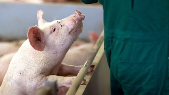 Auch in der Massentierhaltung können Schweine ihren Landwirt von fremden Menschen unterscheiden.