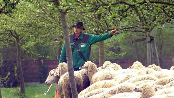 Schäfer Gerd Steuding mit der Herde Merino-Langwollschafe beim Frühjahrs-Auftrieb (Foto für Folge 1 bis 5)